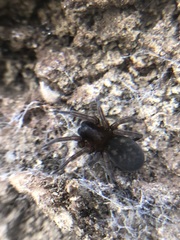 Amaurobius ferox