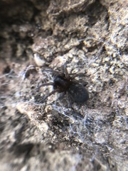 Amaurobius ferox