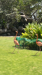 Phoenicopterus ruber