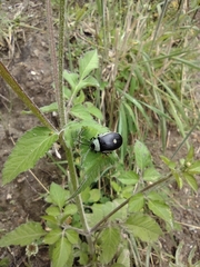 Aspicela unipunctata