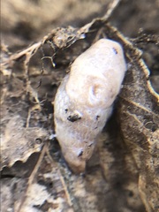 Gastropoda