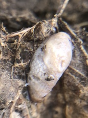 Gastropoda