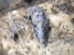 Deroceras