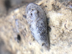 Deroceras