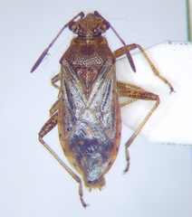 Rhopalus parumpunctatus