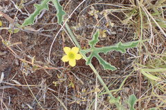 Cucumis africanus