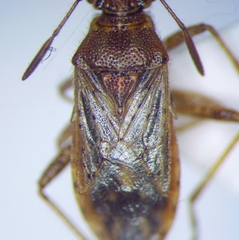 Rhopalus parumpunctatus