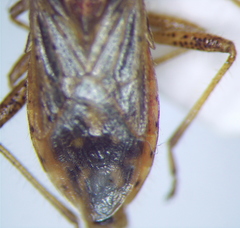 Rhopalus parumpunctatus