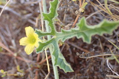 Cucumis africanus