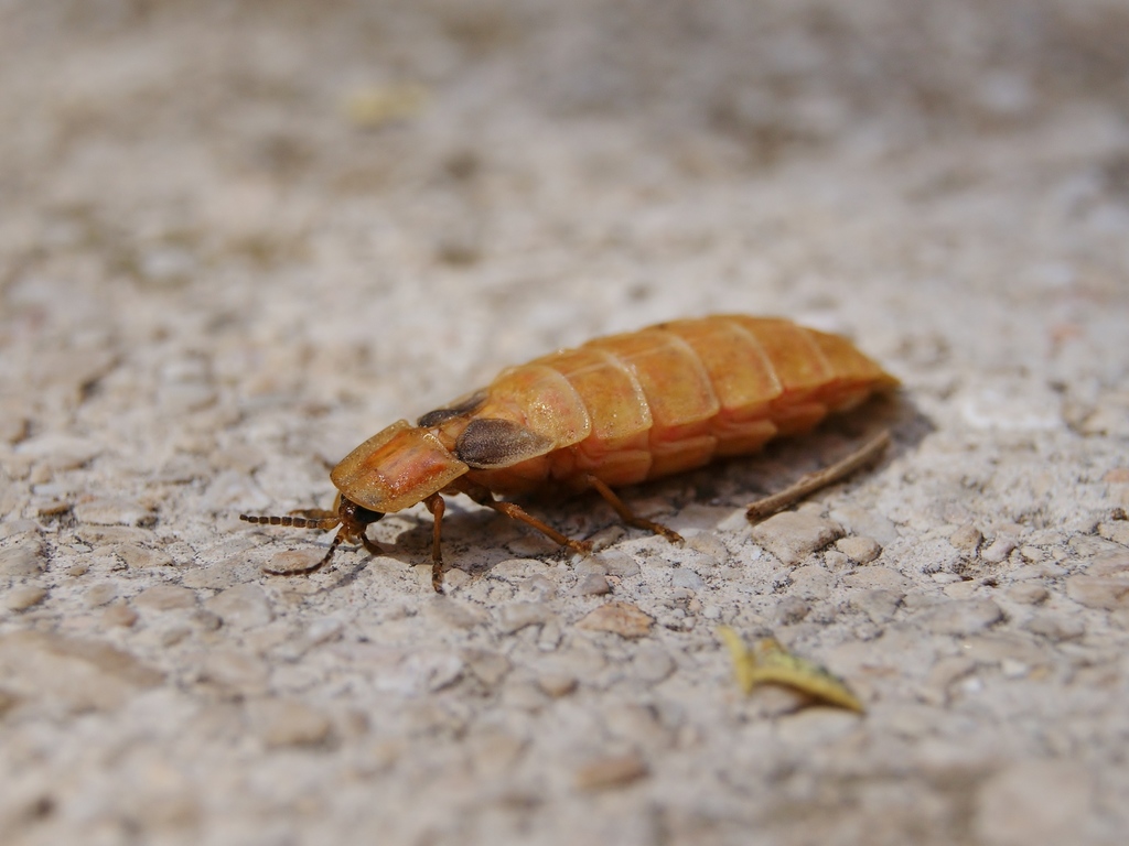 Nyctophila syriaca