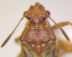 Rhopalus parumpunctatus