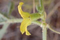 Cucumis africanus