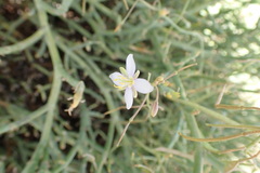 Heliophila minima