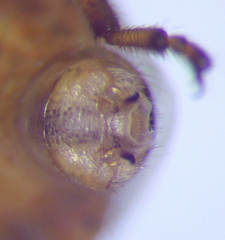 Rhopalus parumpunctatus