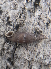 Laciniaria plicata