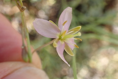 Heliophila minima