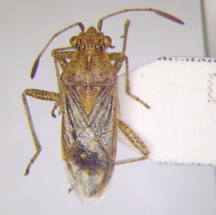 Rhopalus parumpunctatus