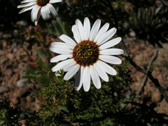 Ursinia pilifera