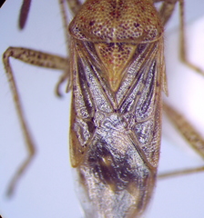 Rhopalus parumpunctatus