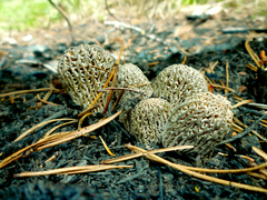 Morchella exuberans