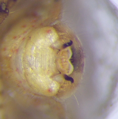 Rhopalus parumpunctatus