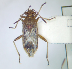 Rhopalus parumpunctatus