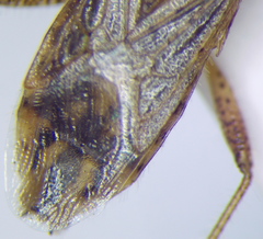 Rhopalus parumpunctatus