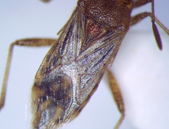 Rhopalus parumpunctatus