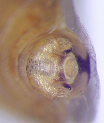 Rhopalus parumpunctatus