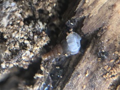 Gastropoda