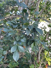 Image of Murraya paniculata