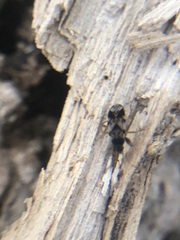 Rhyparochromidae