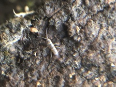 Tomocerinae