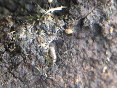 Tomocerinae