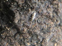 Tomocerinae