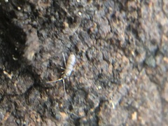 Tomocerinae