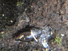 Stylommatophora