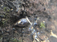 Stylommatophora