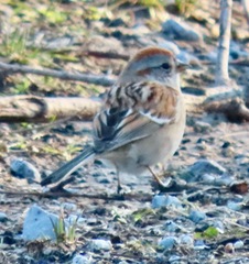 Spizelloides arborea