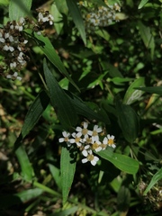 Alloispermum integrifolium