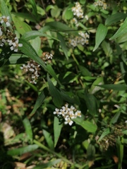 Alloispermum integrifolium