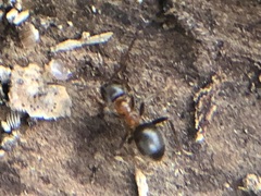 Lasius emarginatus