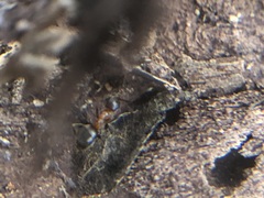 Lasius emarginatus