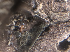 Lasius emarginatus