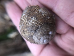 Gastropoda