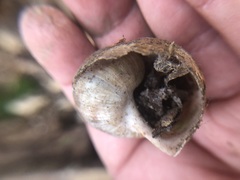 Gastropoda