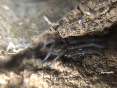 Amaurobius