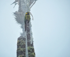 Ognorhynchus icterotis