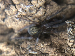 Amaurobius