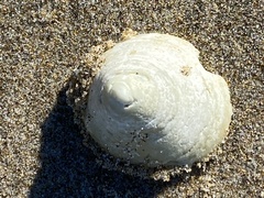 Acmaea